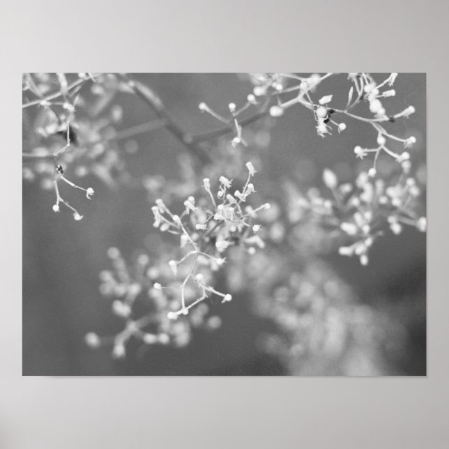 Poster Monochrome Meadow (Frente)