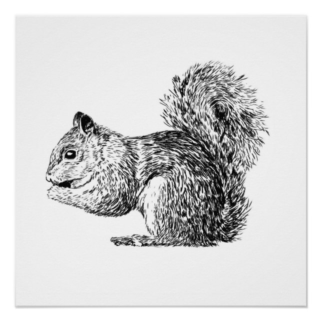 Pôster Monochrome Squirrel poster (part of a set) (Frente)