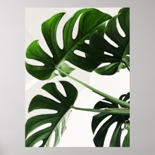 Poster Monstera