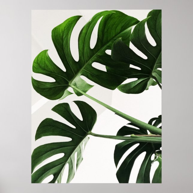 Poster Monstera (Frente)
