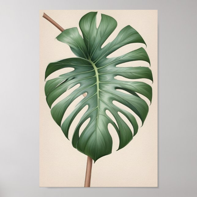 Poster Monstera albo flower, bela terra (Frente)