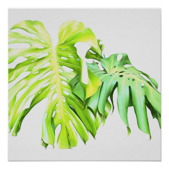 Pôster Monstera Artística Leaf Study (Frente)