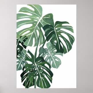 Poster Monstera deixa o Closeup