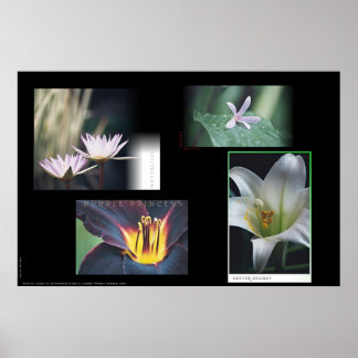 Poster Montagem Floral
