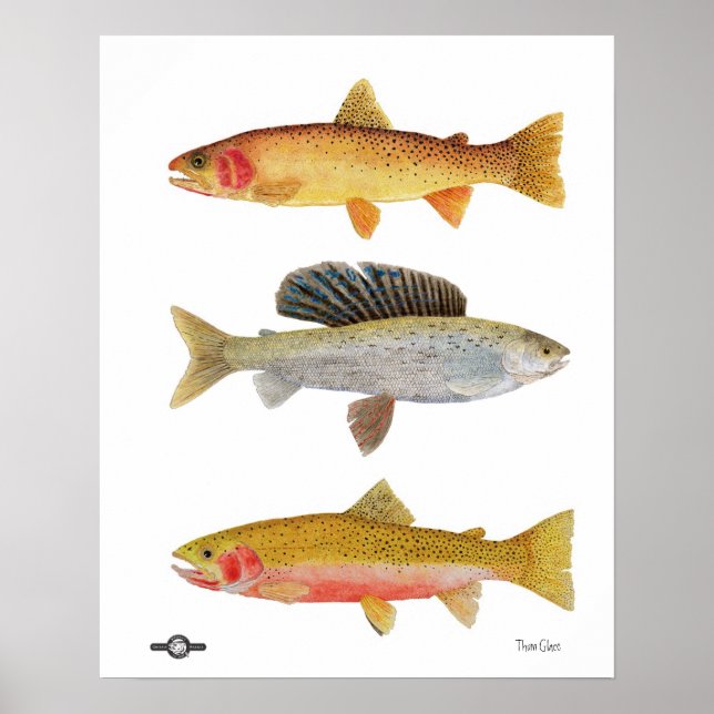 Pôster Montana Beauties (Frente)