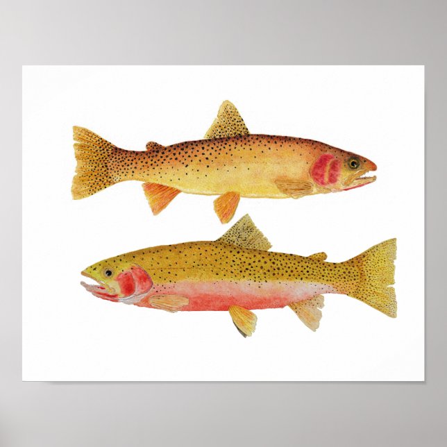 Poster Montana Cuthroats (Frente)