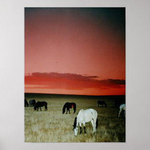 Poster Montana Sunset
