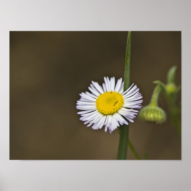 Poster Montanha Flor Selvagem (Frente)