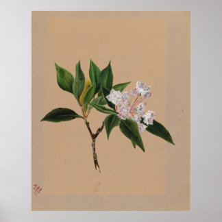 Poster Montanha Laurel (Kalmia latifolia)