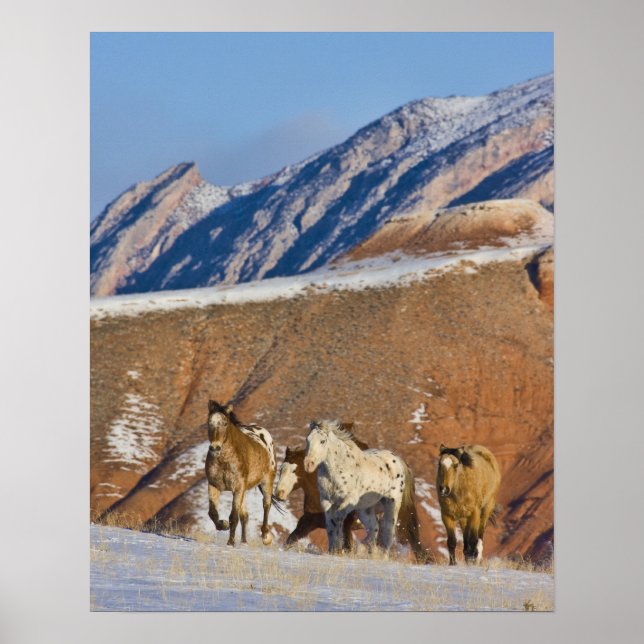 Poster Montanhas Big Horn, Cavalos correndo (Frente)