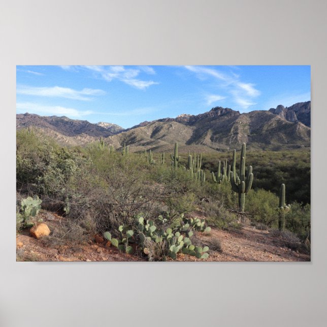 Poster Montanhas Cactus e Catalina em Tucson, Arizona (Frente)