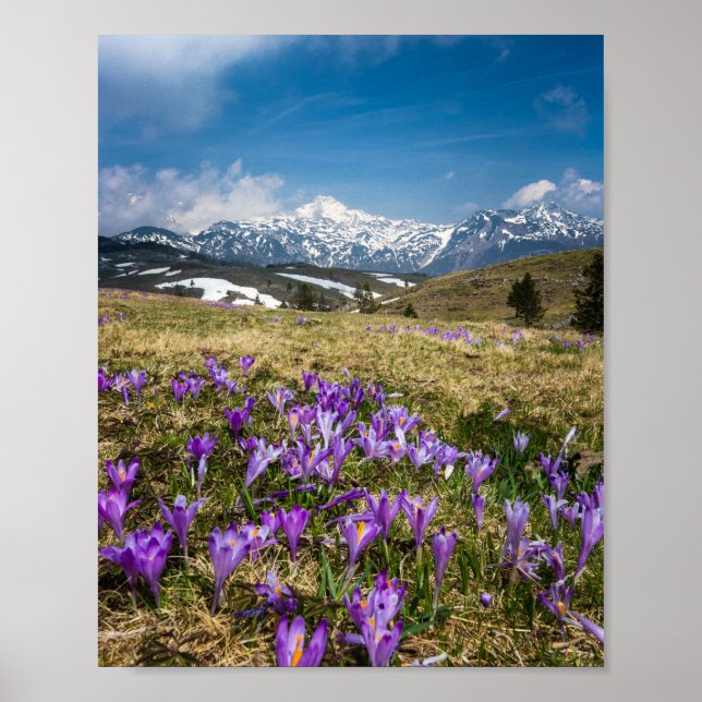 Poster Montanhas e flores de croco em Velika Planina, Sl (Frente)
