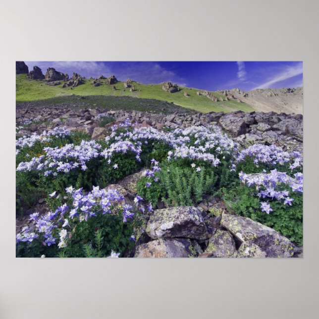 Pôster Montanhas e flores silvestres em prado alpino, (Frente)