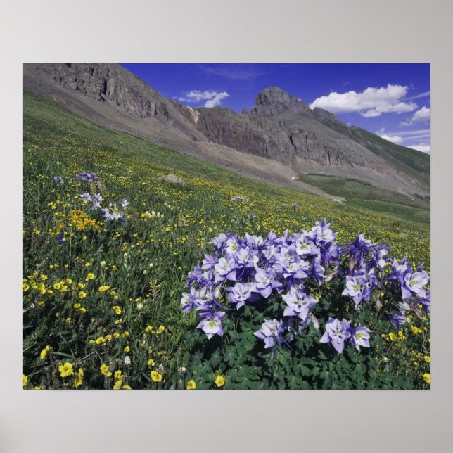 Poster Montanhas e flores silvestres em prado alpino, Blu (Frente)
