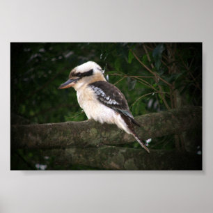 Poster Montanhas Kookaburra de Bunya