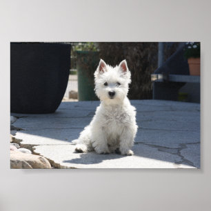 Pôster Montanhas ocidentais brancas Terrier que senta-se
