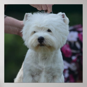 Pôster Montanhas Terrier branco ocidentais bonitos