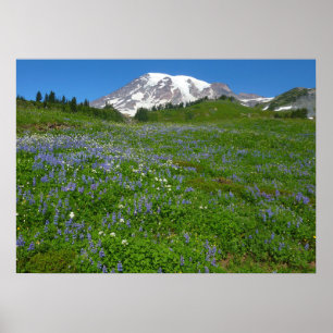 Poster Monte Rainier com Lupinos Roxos