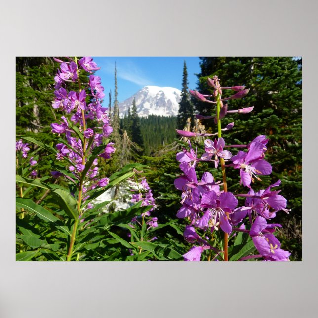 Poster Monte Rainier Entre Flores Roxas de Phlox (Frente)