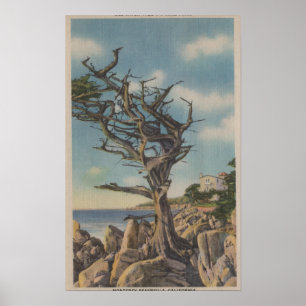 Poster Monterey, CA - árvore velha da bruxa em 17 milhas