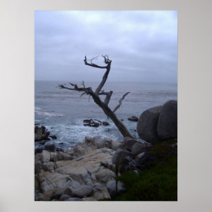 Pôster monterey dead tree