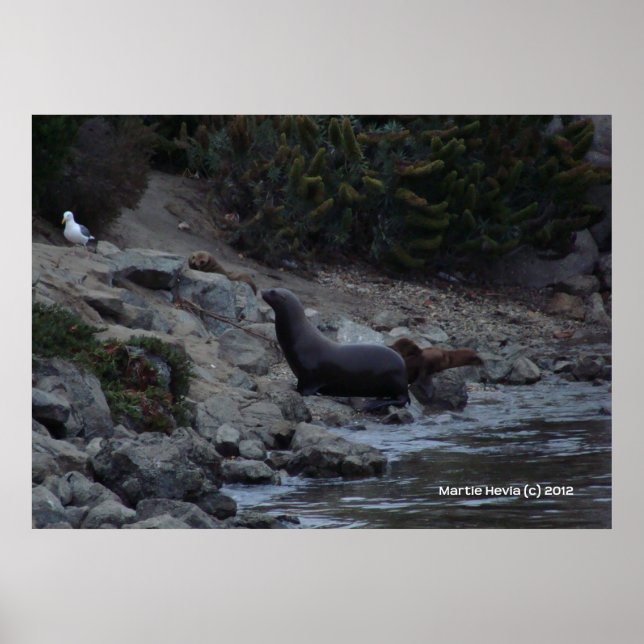 Poster Monterey Watering Hole (Frente)