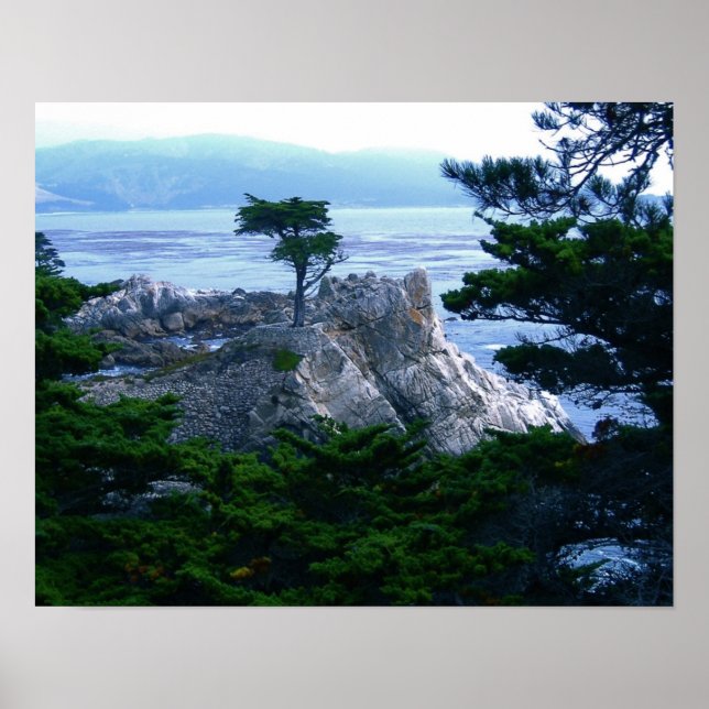 Poster montery tree (Frente)