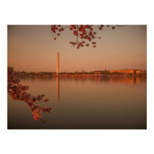 Pôster Monumento de Washington Sakura no por do sol