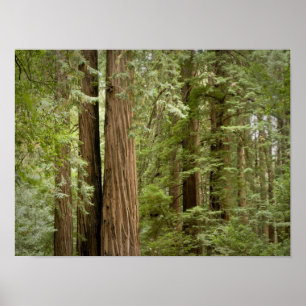 Poster Monumento Nacional de Muir Woods, Norte
