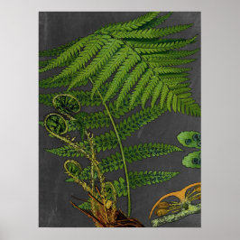 Poster Moody Art Fern c/ Chalkboard Background n. o 8