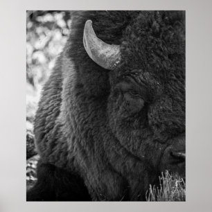 Poster Moody Bison Buffalo Black White