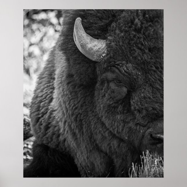 Poster Moody Bison Buffalo Black White (Frente)