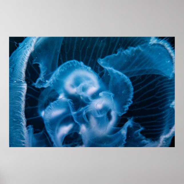 Poster Moon Jelly (Frente)