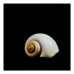 Pôster Moon Shell