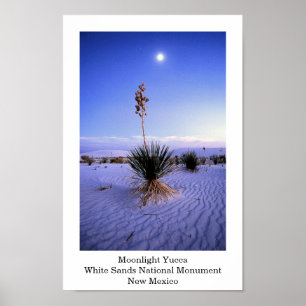 Poster Moonlight Yucca