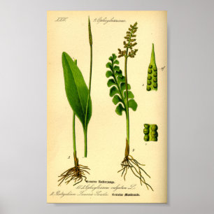 Poster Moonwort Fern (Botrychium lunaria)