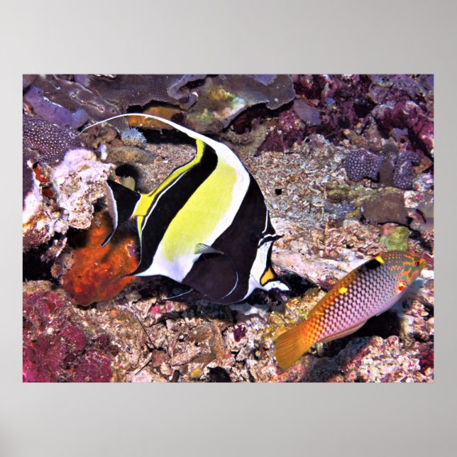 Poster Moorish Idol and Wrasse (Frente)