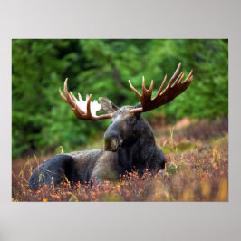 Poster Moose