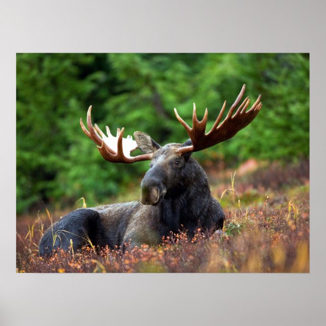 Poster Moose (Frente)