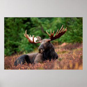Poster Moose