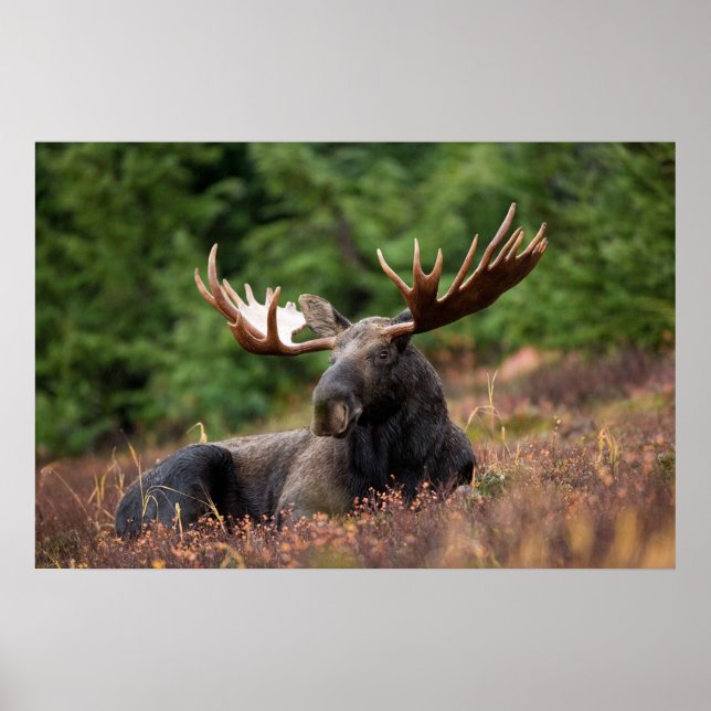 Poster Moose (Frente)