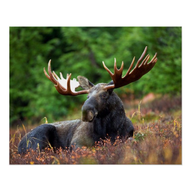 Pôster Moose (Frente)
