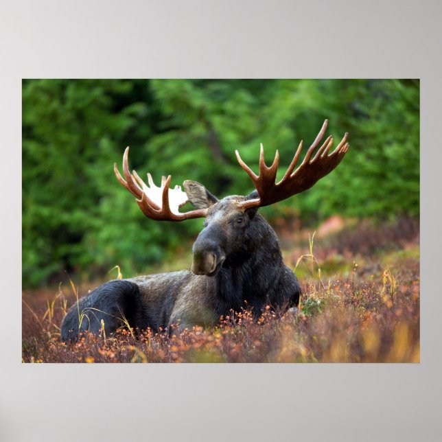 Pôster Moose (Frente)
