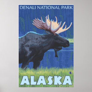 Pôster Moose at Night - Denali Nat'l Park, Alaska