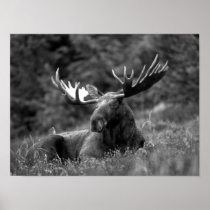 Poster Moose Black White Photo Modern Rustic Cabine
