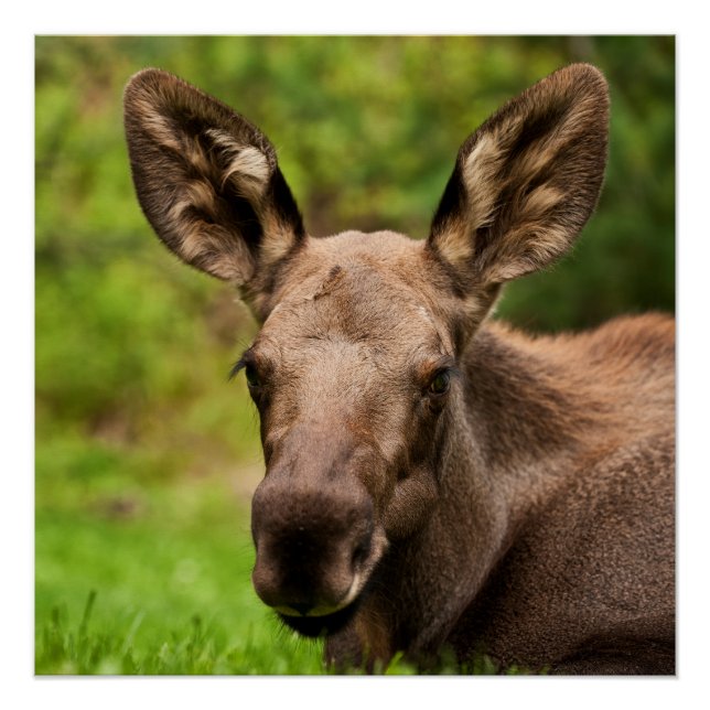 Pôster Moose Curiosa (Frente)