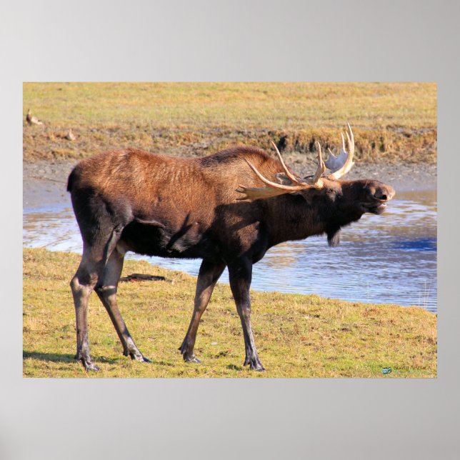 Pôster Moose diz "queijo" (Frente)