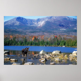 Pôster Moose e Monte Katahdin