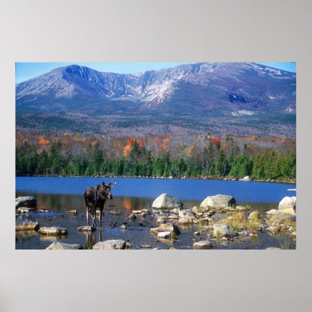 Pôster Moose e Monte Katahdin (Frente)