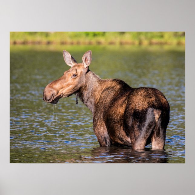 Poster Moose Feeding in Glacier National Park, Montana (Frente)